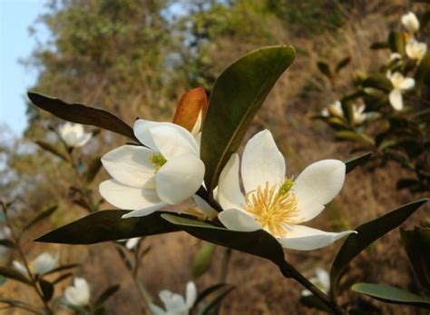 含笑花 花期|含笑花的花期及生长特点（了解含笑花的开花时间、生。